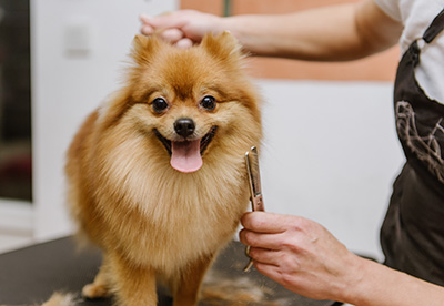 تزيين الحيوانات