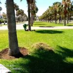 Planta fleurs - Casablanca