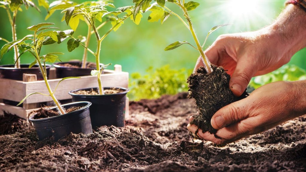 10 conseils de jardinage pour les débutants au Maroc ou ailleurs