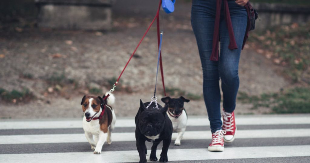 Comment choisir un garde d’animaux (Chien, chat, …) au Maroc ?