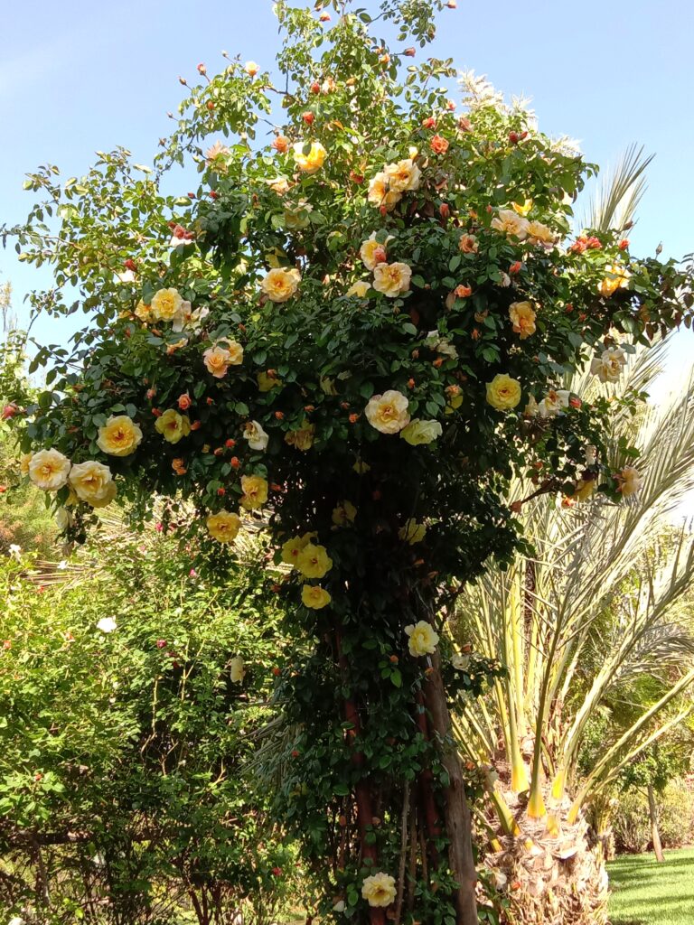 عبد الإله برطال - portfolio - 1