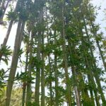 Horizon vegetal sarl  - Rabat