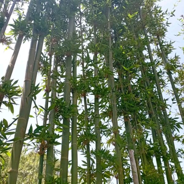 Horizon vegetal sarl