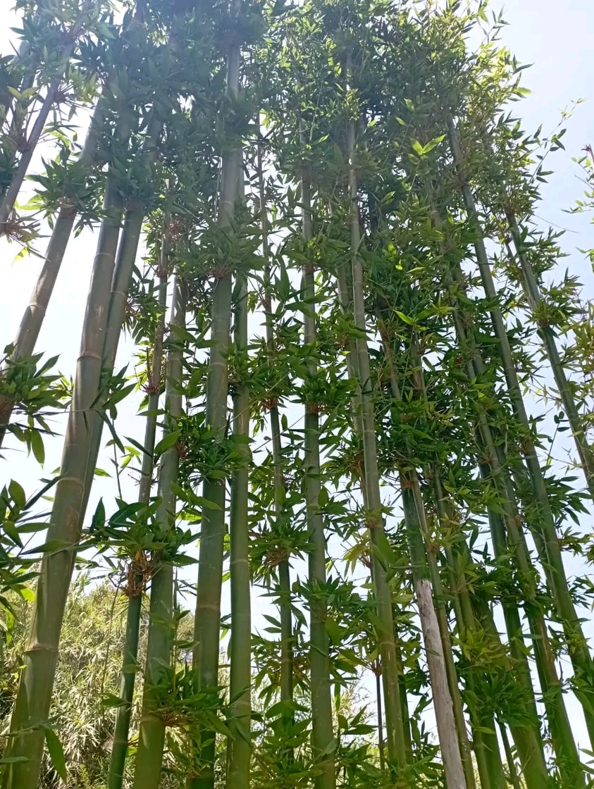 Horizon vegetal sarl 