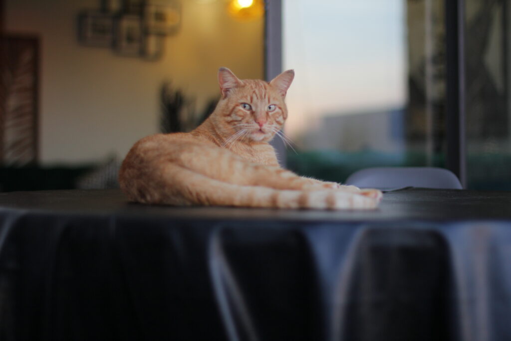 petsitting et promenade - portfolio - 1