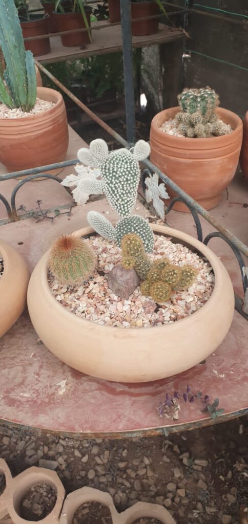 Vivabio - portfolio - 2