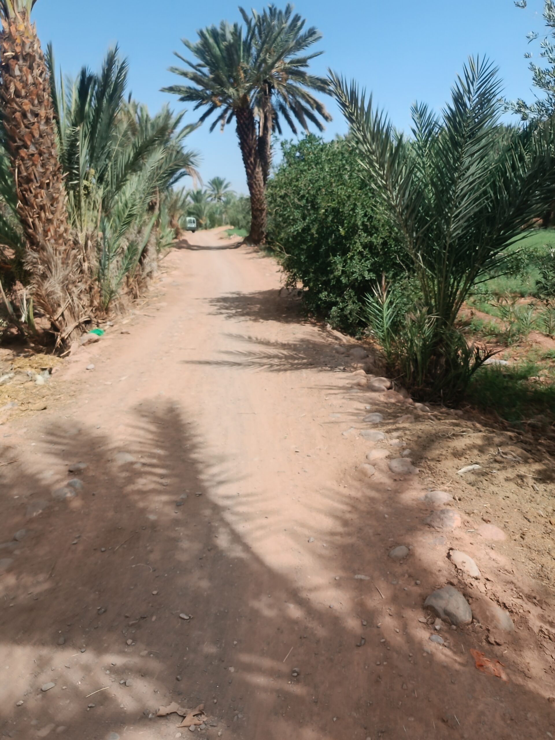 Ysf El bouni