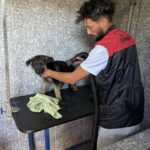 Toilettage Canin