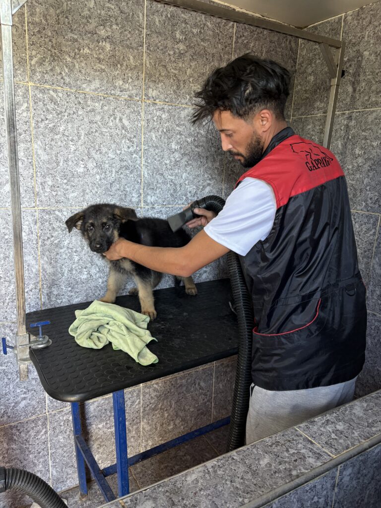 Toilettage Canin - portfolio - 0