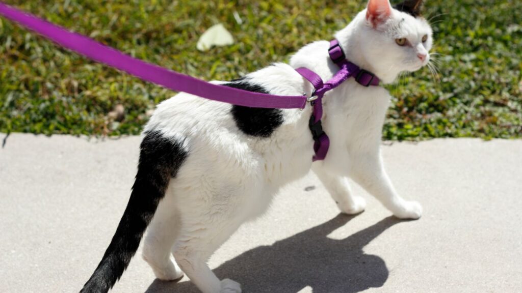 Promeneuse d’animaux à 2 mars - portfolio - 0