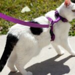 Promeneuse d’animaux à 2 mars